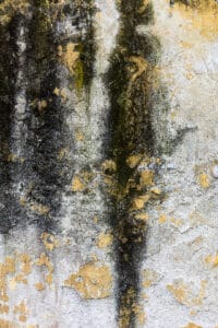 Black Mold Growth